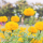 marigold